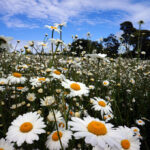 Beautiful Flowers